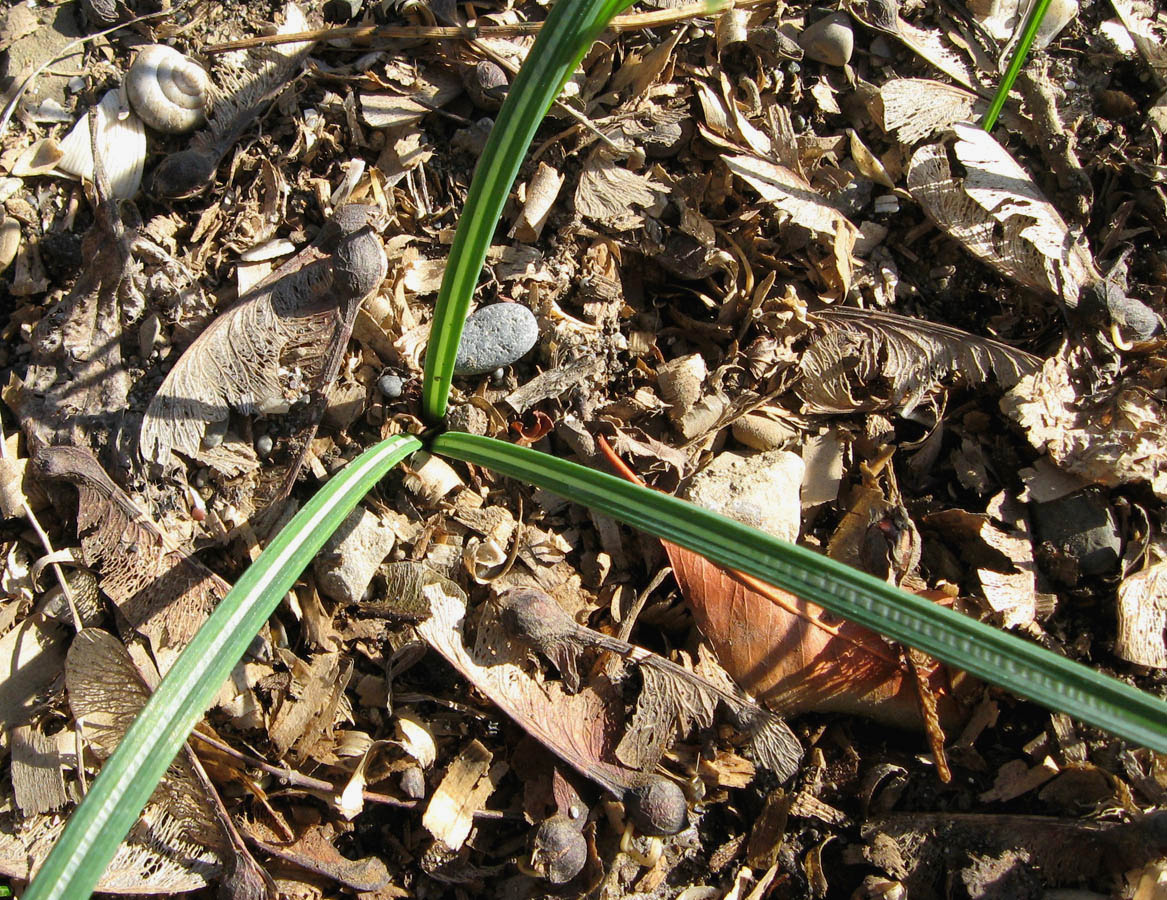 Изображение особи Crocus speciosus.