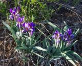 Iris glaucescens