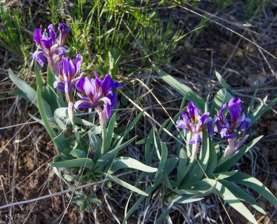 Изображение особи Iris glaucescens.