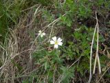Cerastium arvense