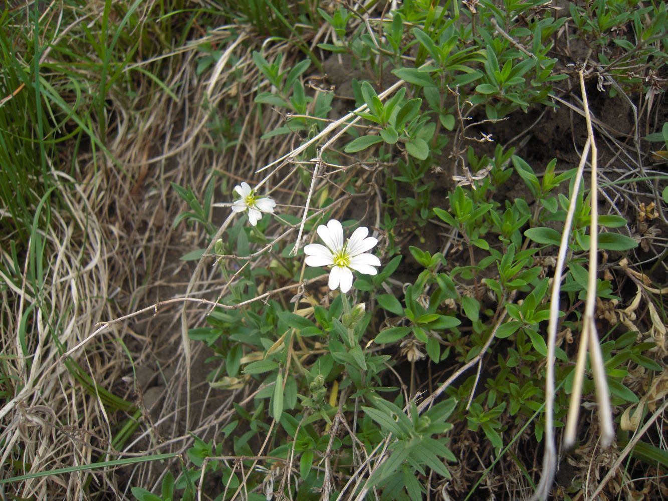 Изображение особи Cerastium arvense.