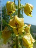 Verbascum spectabile