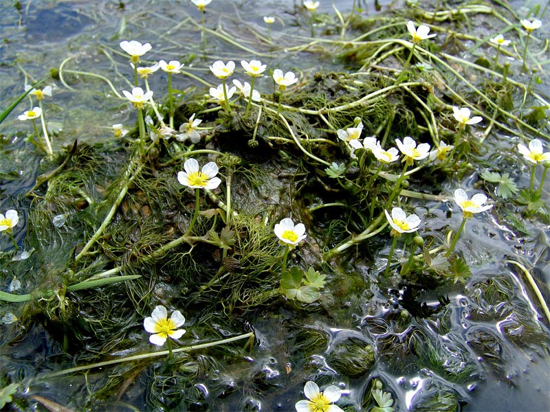 Image of Ranunculus aquatilis specimen.