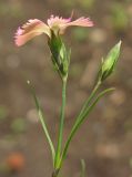 Dianthus pavonius. Соцветие. Москва, БС МГУ. 09.06.2012.