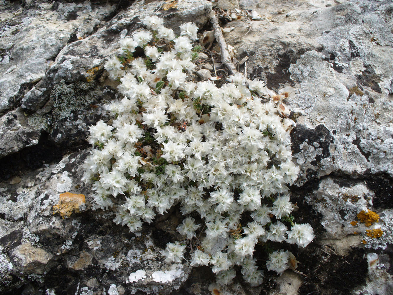 Image of Paronychia pontica specimen.