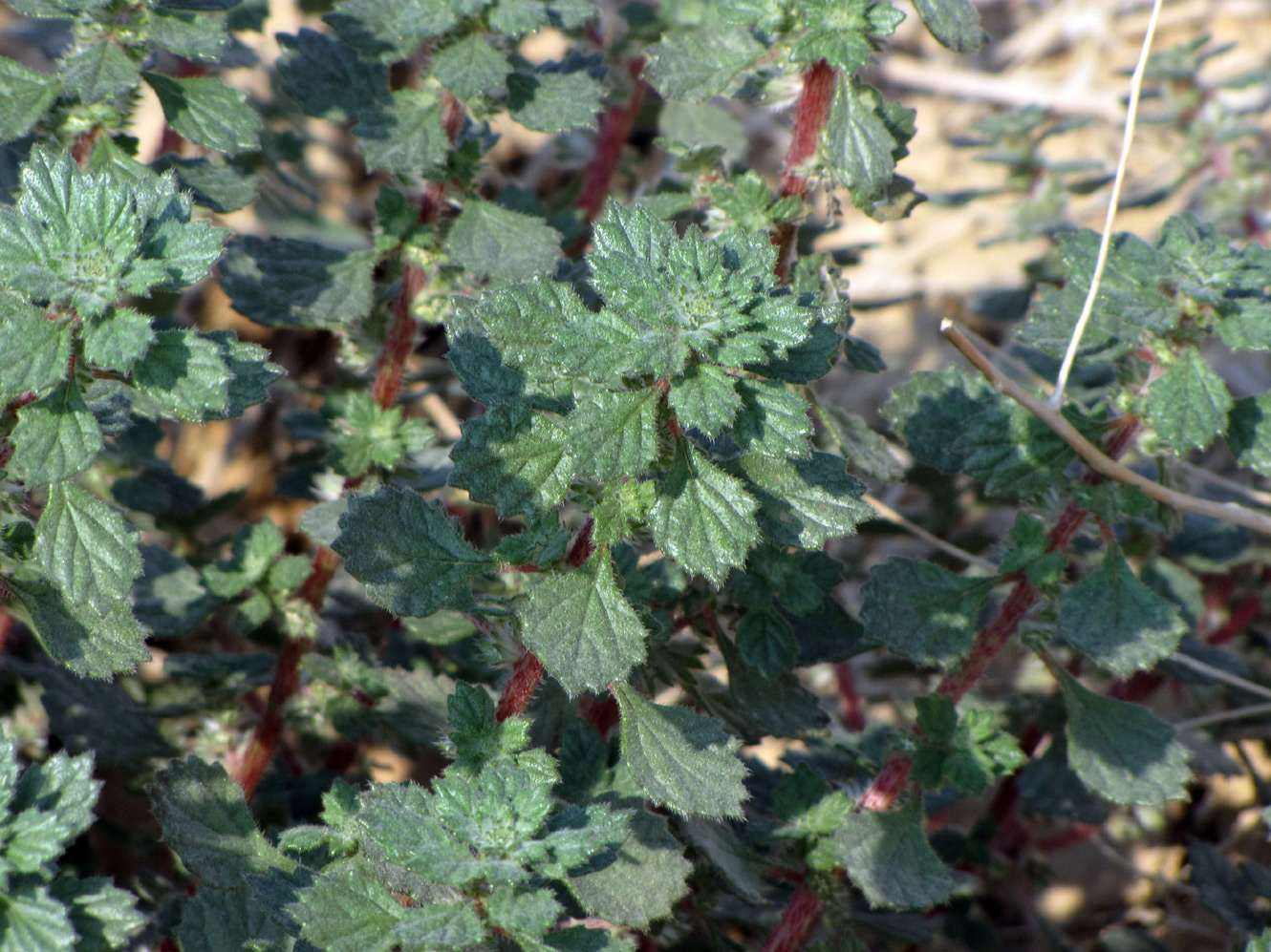 Image of Forsskaolea tenacissima specimen.