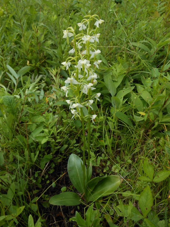 Image of Platanthera densa specimen.