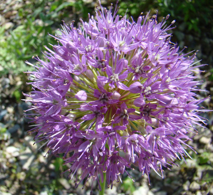 Image of Allium macleanii specimen.