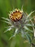 Carlina vulgaris. Соцветие. Испания, Кантабрия, Cabarceno Natural Park, горные кустарниковые заросли. 12.06.2012.