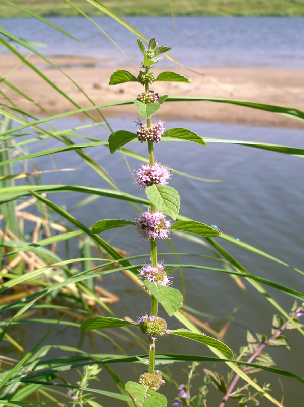 Image of Mentha arvensis specimen.