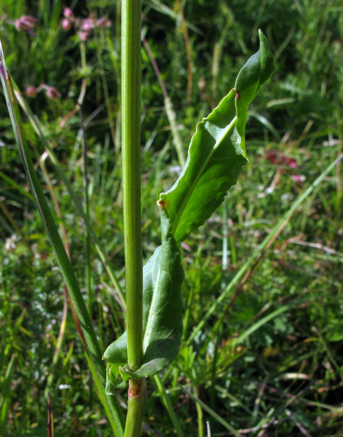 Изображение особи Rumex thyrsiflorus.