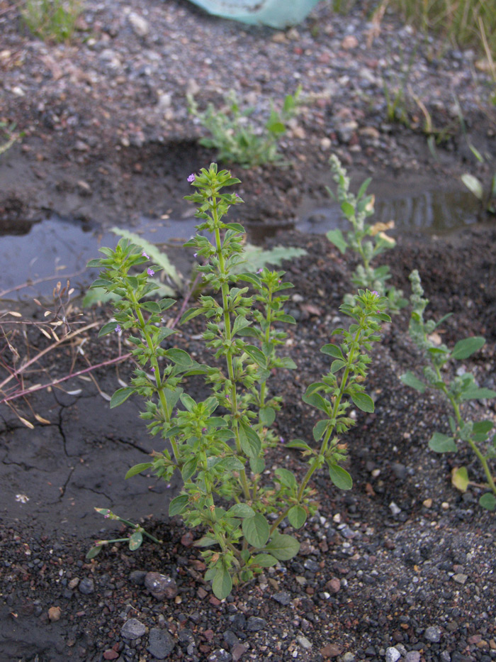 Image of Antonina debilis specimen.