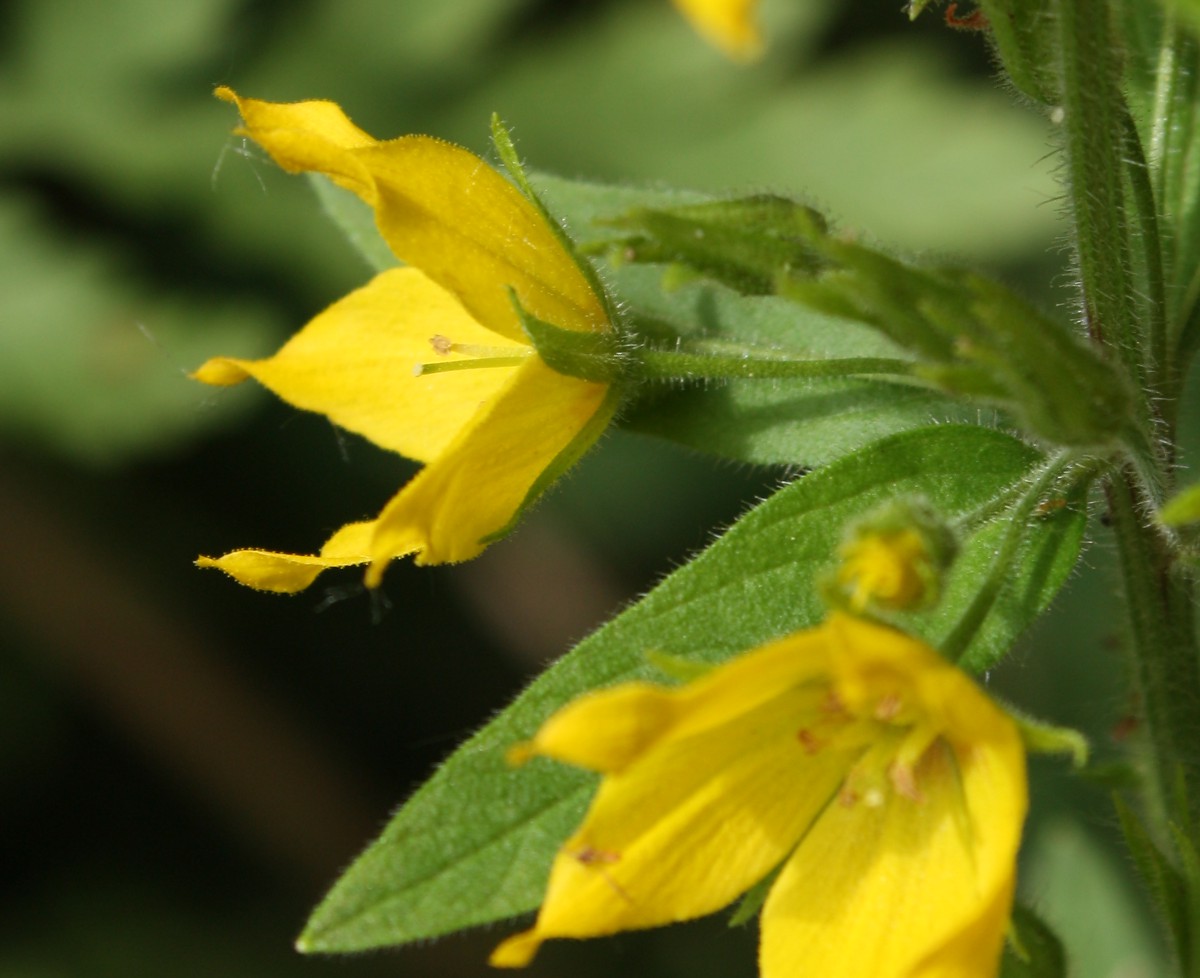 Изображение особи Lysimachia verticillaris.