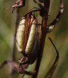 Epipactis palustris. Вскрывшийся плод. Ленинградская обл., Гатчинский р-н, окр. пос. Пудость, травяное болото на старом известняковом карьере. 09.09.2012.