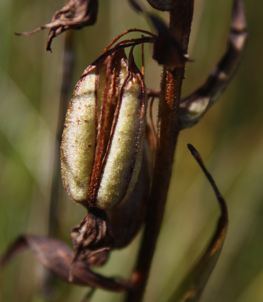 Изображение особи Epipactis palustris.