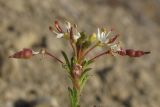 Cleome canescens. Верхушка побега с бутонами, цветками и завязавшимися плодами. Крым, Феодосийский горсовет, пос. Орджоникидзе, гора Джан-Кутаран. 16 сентября 2012 г.