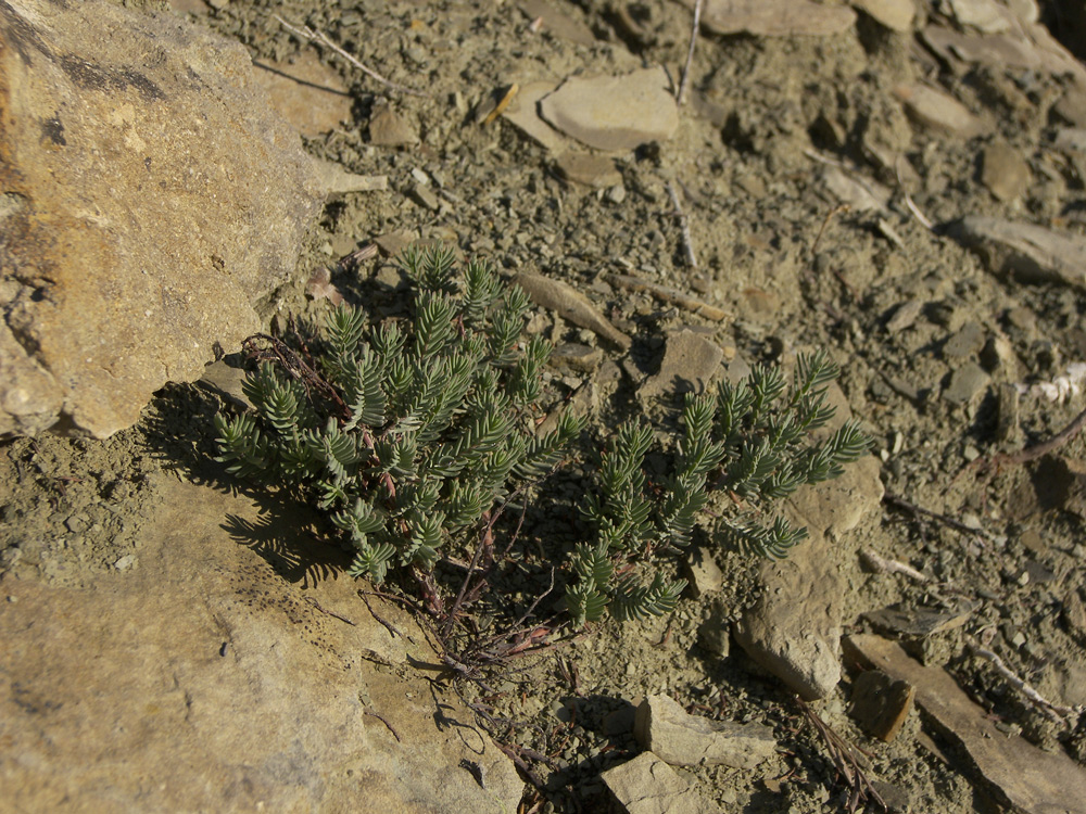 Изображение особи Hypericum elongatum.