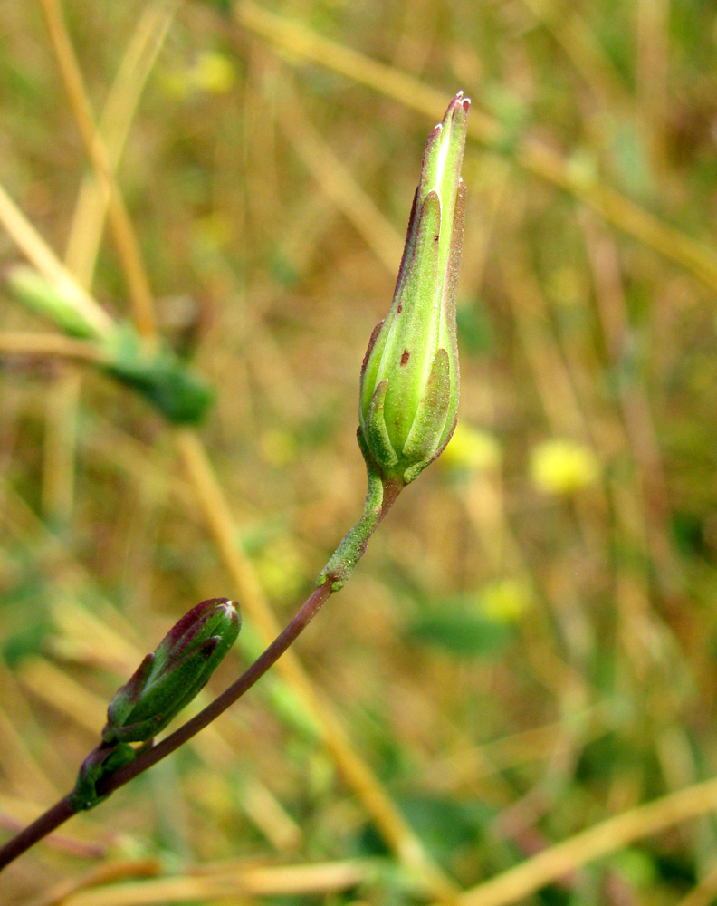 Image of Lactuca saligna specimen.