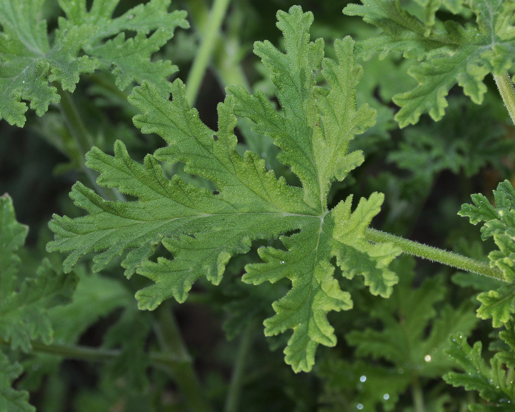 Image of Pelargonium graveolens specimen.