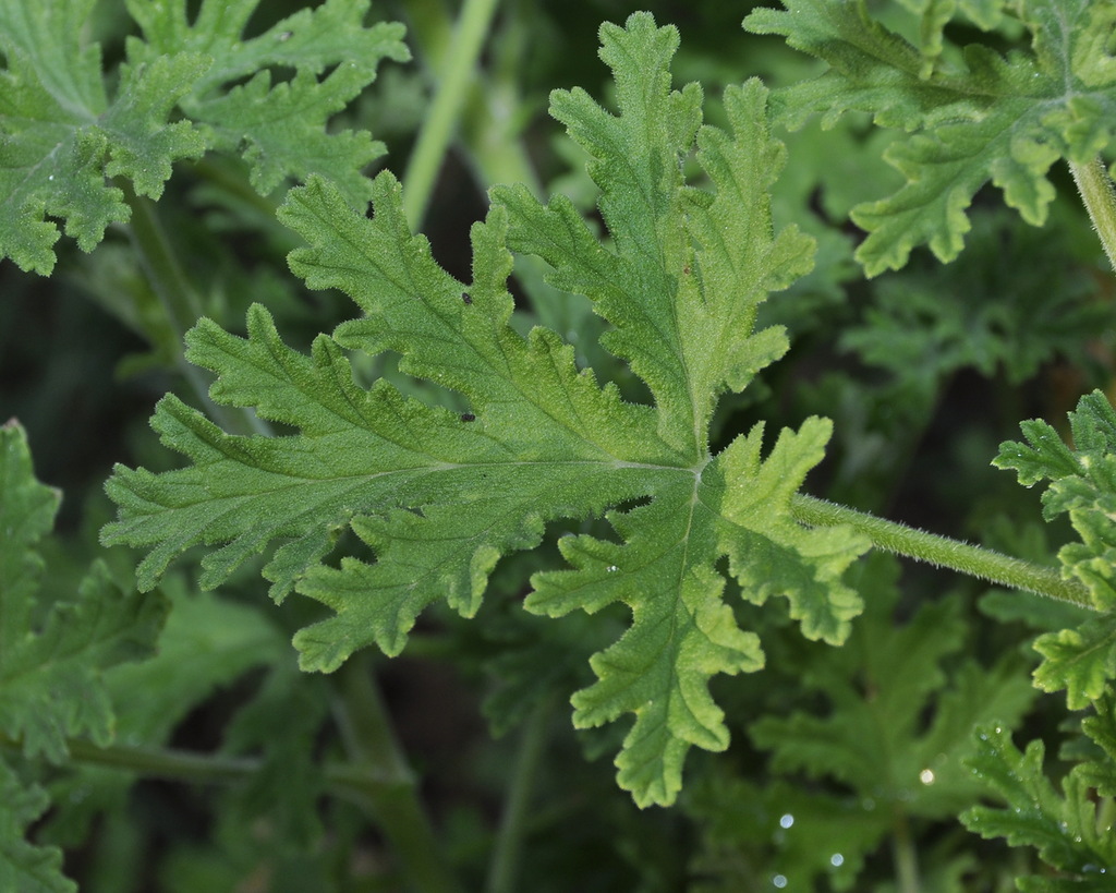 Изображение особи Pelargonium graveolens.