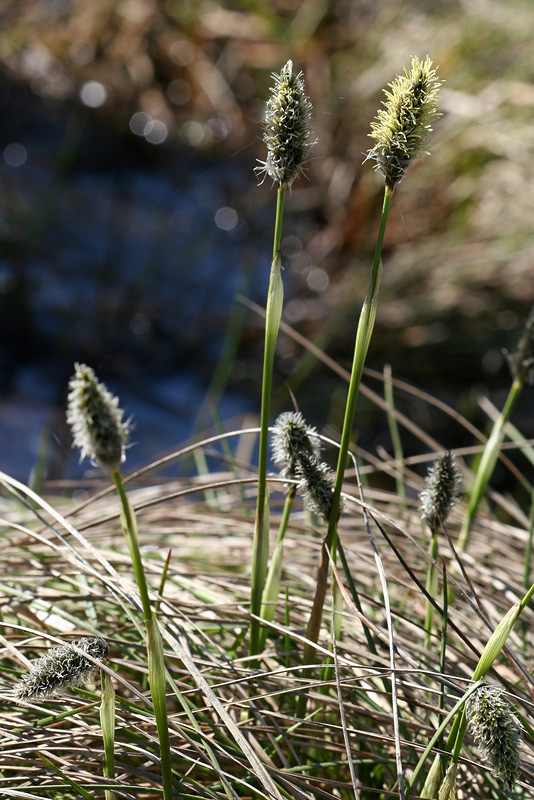 Изображение особи Eriophorum vaginatum.