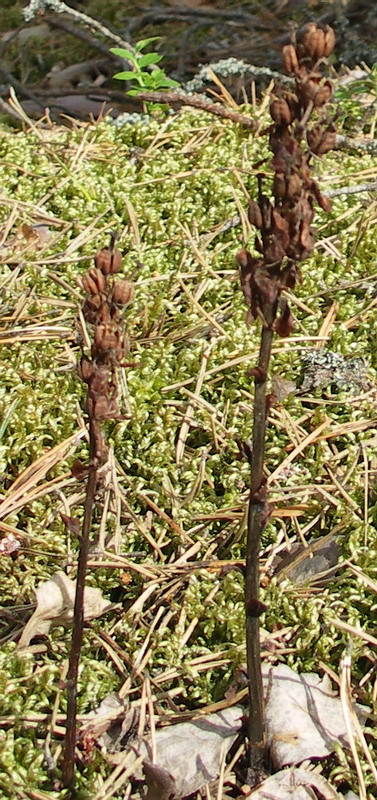 Image of Hypopitys monotropa specimen.