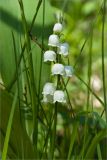 Convallaria majalis