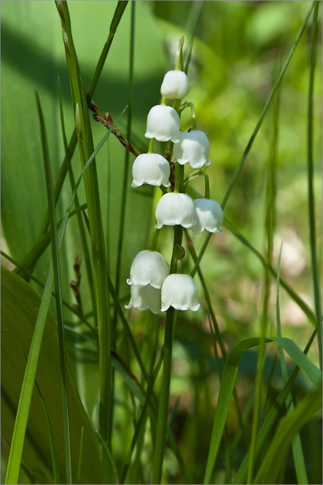 Изображение особи Convallaria majalis.