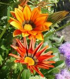 genus Gazania