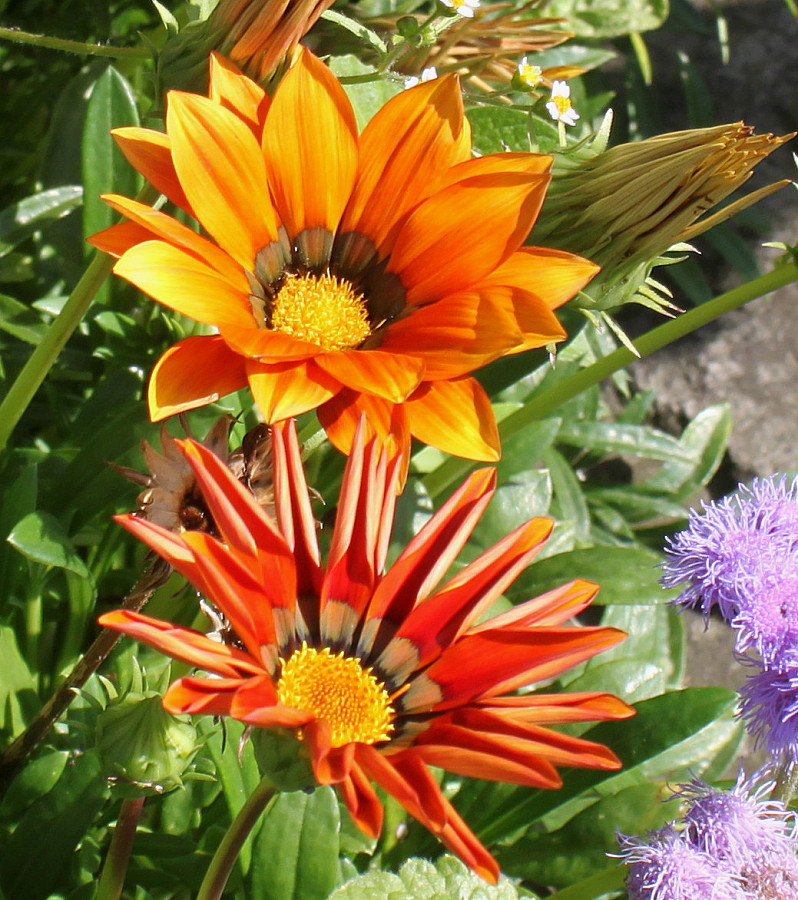 Image of genus Gazania specimen.