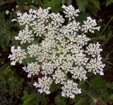 Daucus carota. Соцветие. Курская обл., г. Железногорск, ур. Устье-Воронка, берег вдхр. на р. Погарщина. 30 июля 2007 г.
