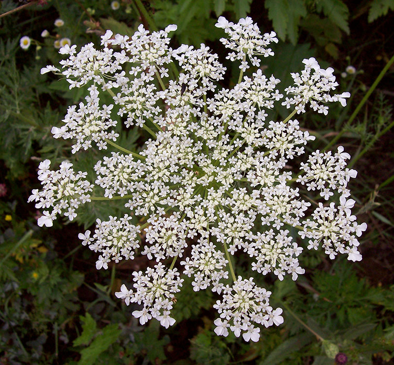 Image of Daucus carota specimen.