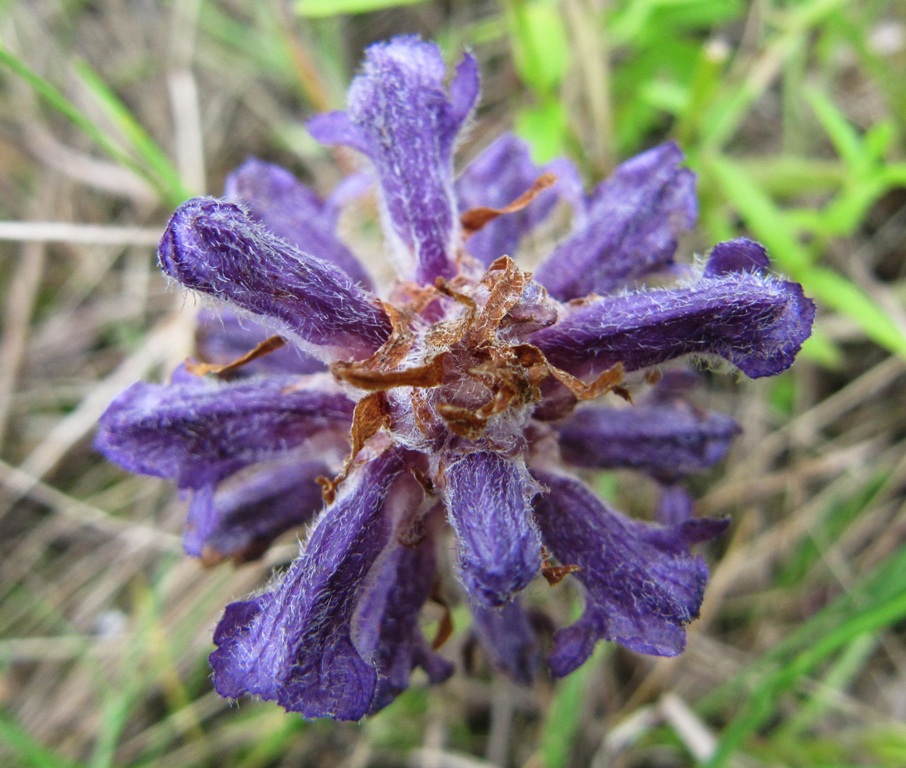 Image of Orobanche coerulescens specimen.