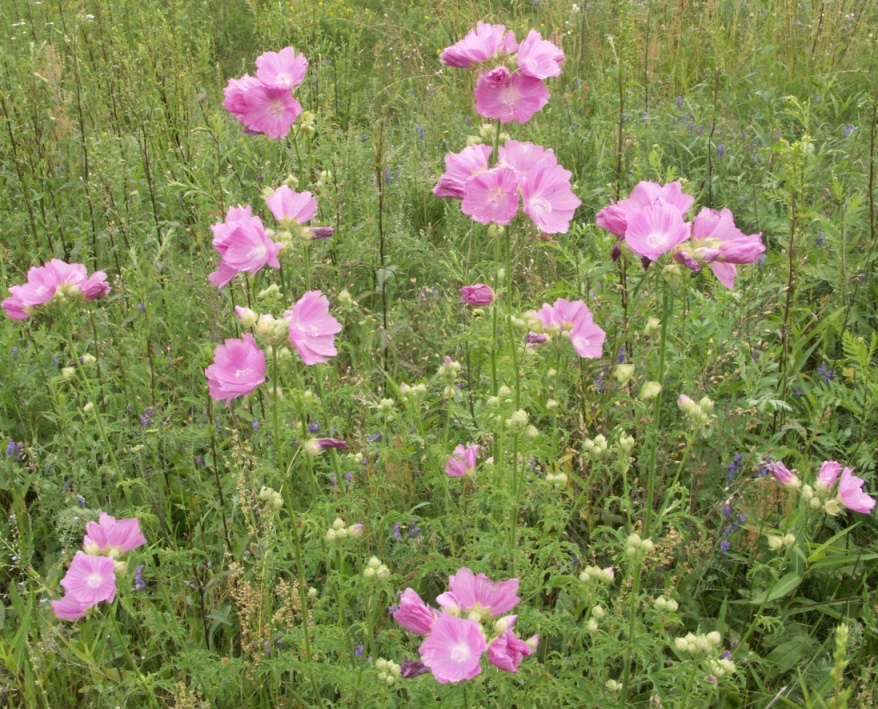 Image of Malva excisa specimen.