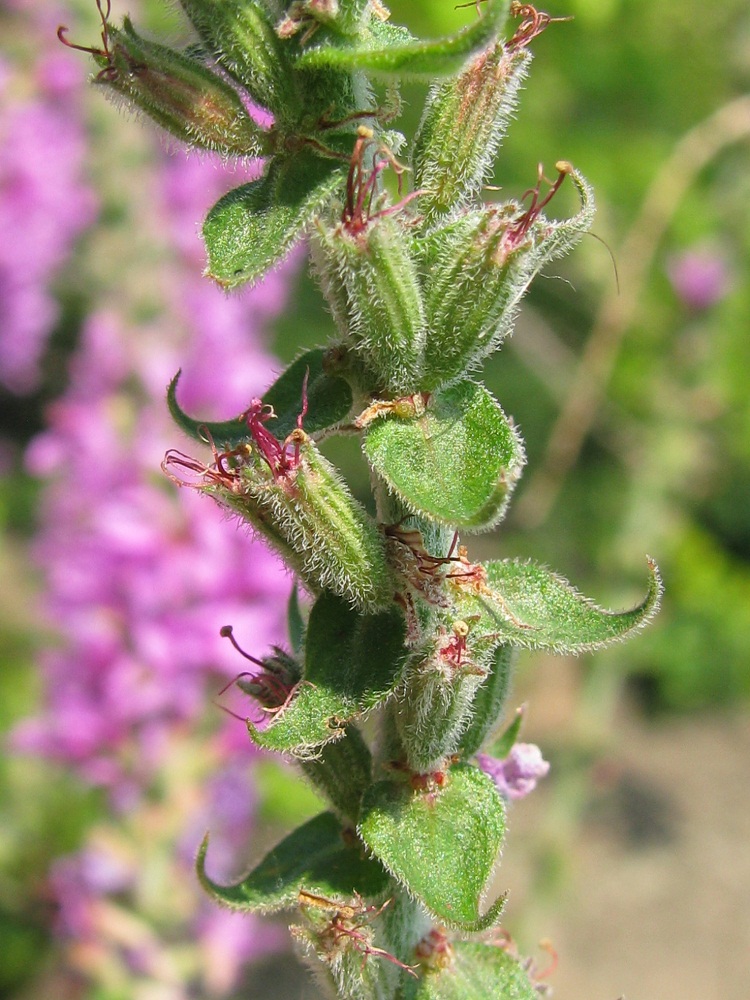 Image of Lythrum tomentosum specimen.