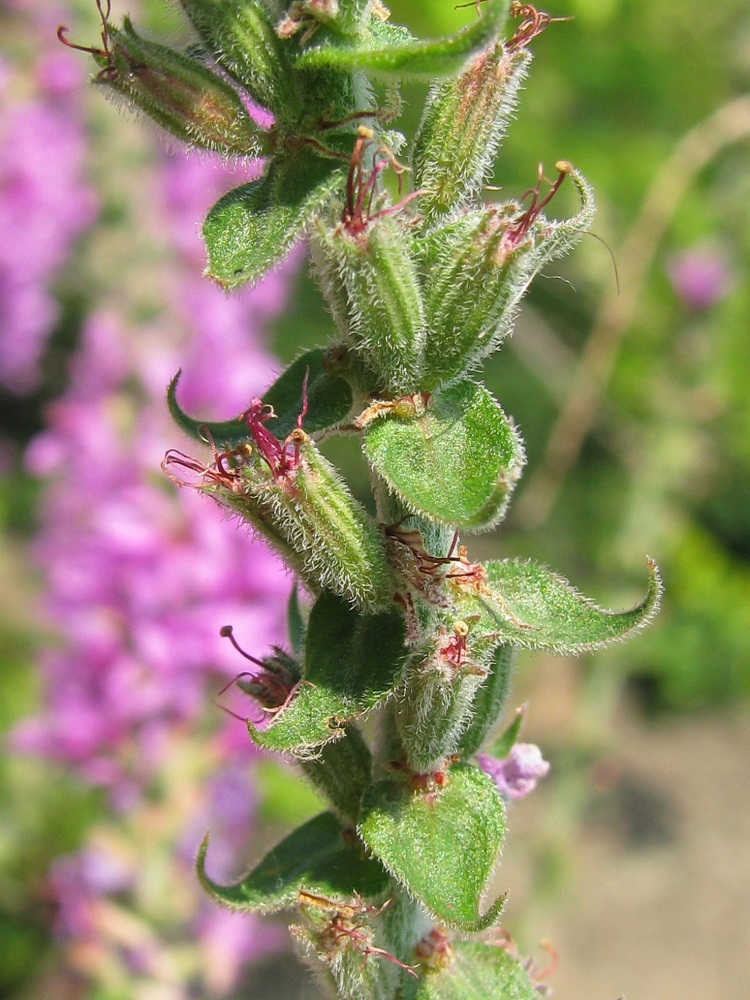 Изображение особи Lythrum tomentosum.