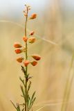 Reseda lutea. Верхушка плодоносящего растения. Ростовская обл., Аксайский р-н, окр. хут. Александровка. 11.08.2012.