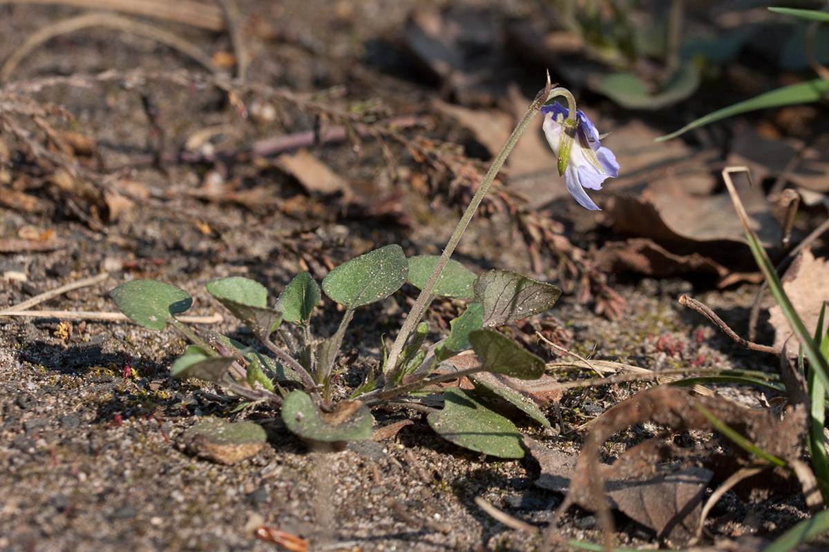 Image of Viola rupestris specimen.