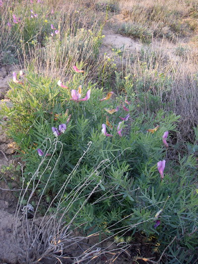 Image of Vicia subvillosa specimen.