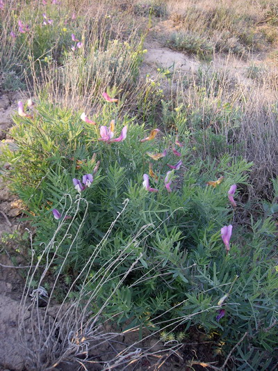 Изображение особи Vicia subvillosa.