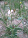 Helianthemum salicifolium