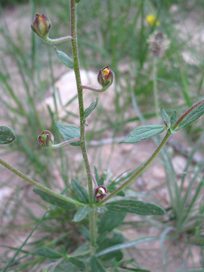 Image of Helianthemum salicifolium specimen.