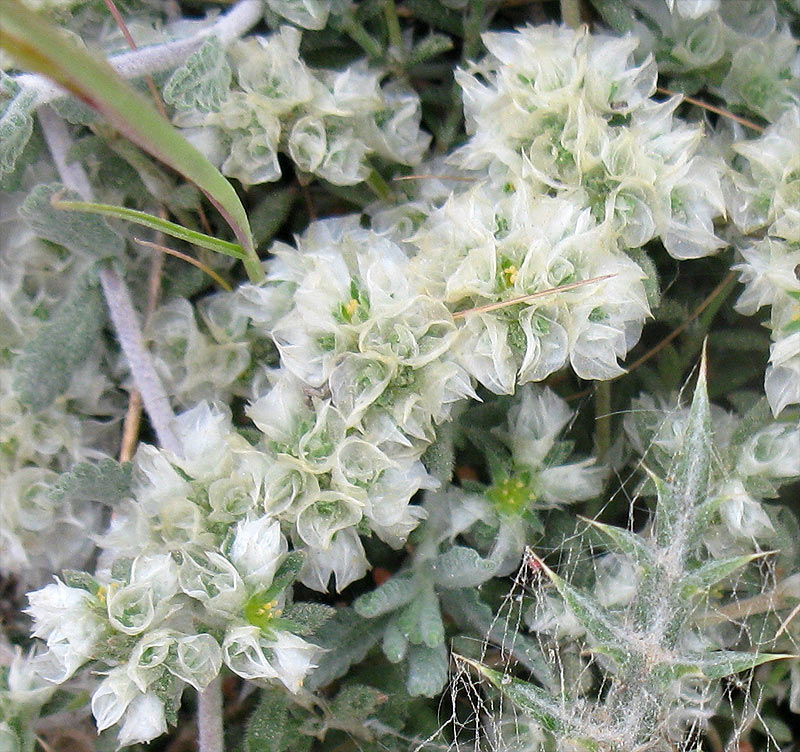 Изображение особи род Paronychia.
