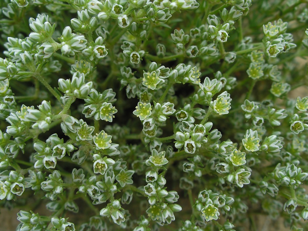 Изображение особи Scleranthus perennis.