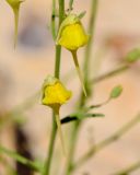 Kickxia scoparia