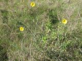 Tragopogon orientalis