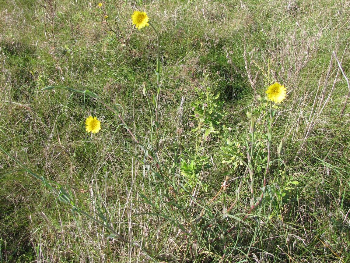 Image of Tragopogon orientalis specimen.