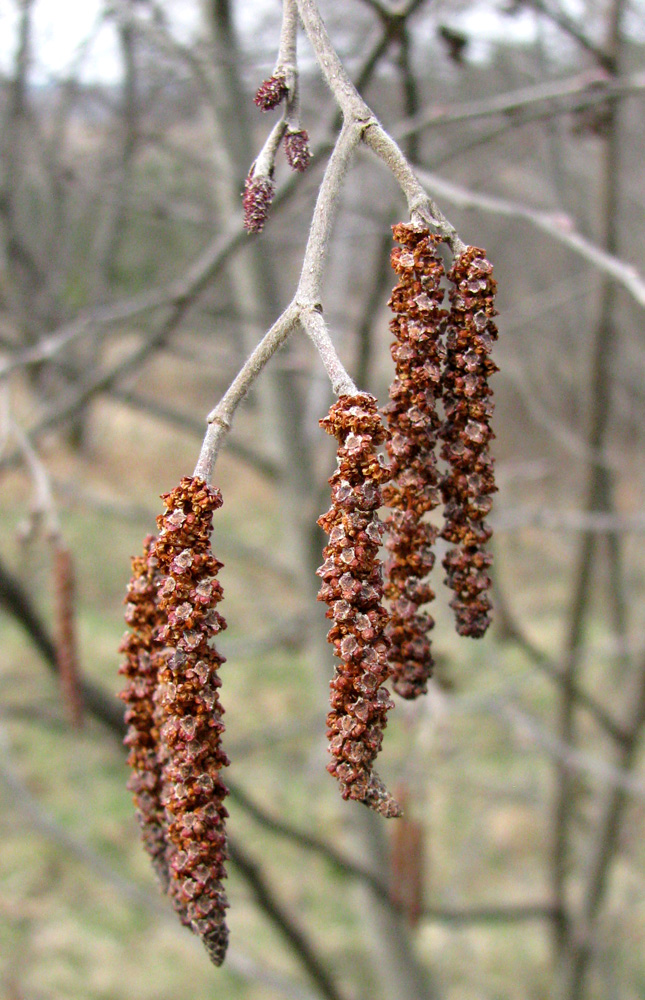 Image of Alnus incana specimen.