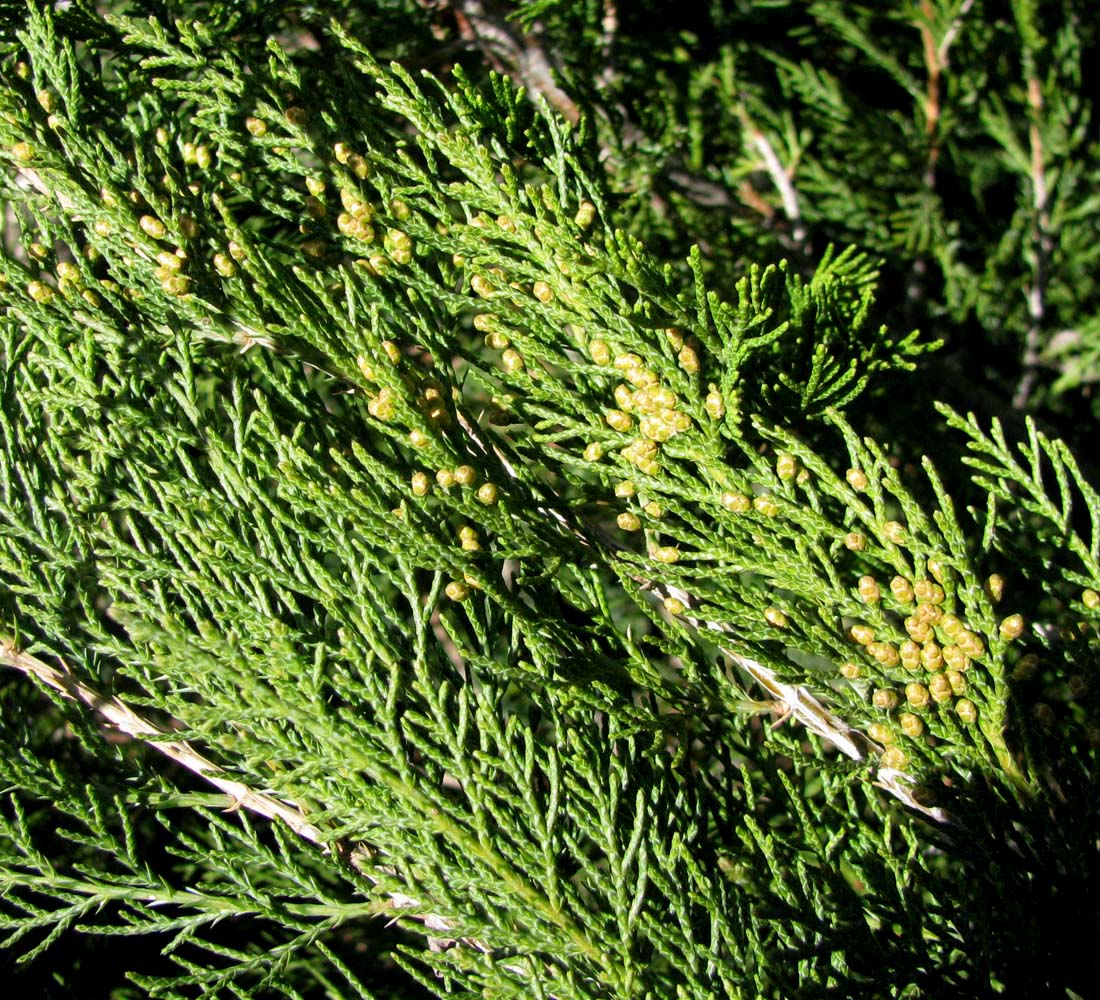 Изображение особи Juniperus sabina.