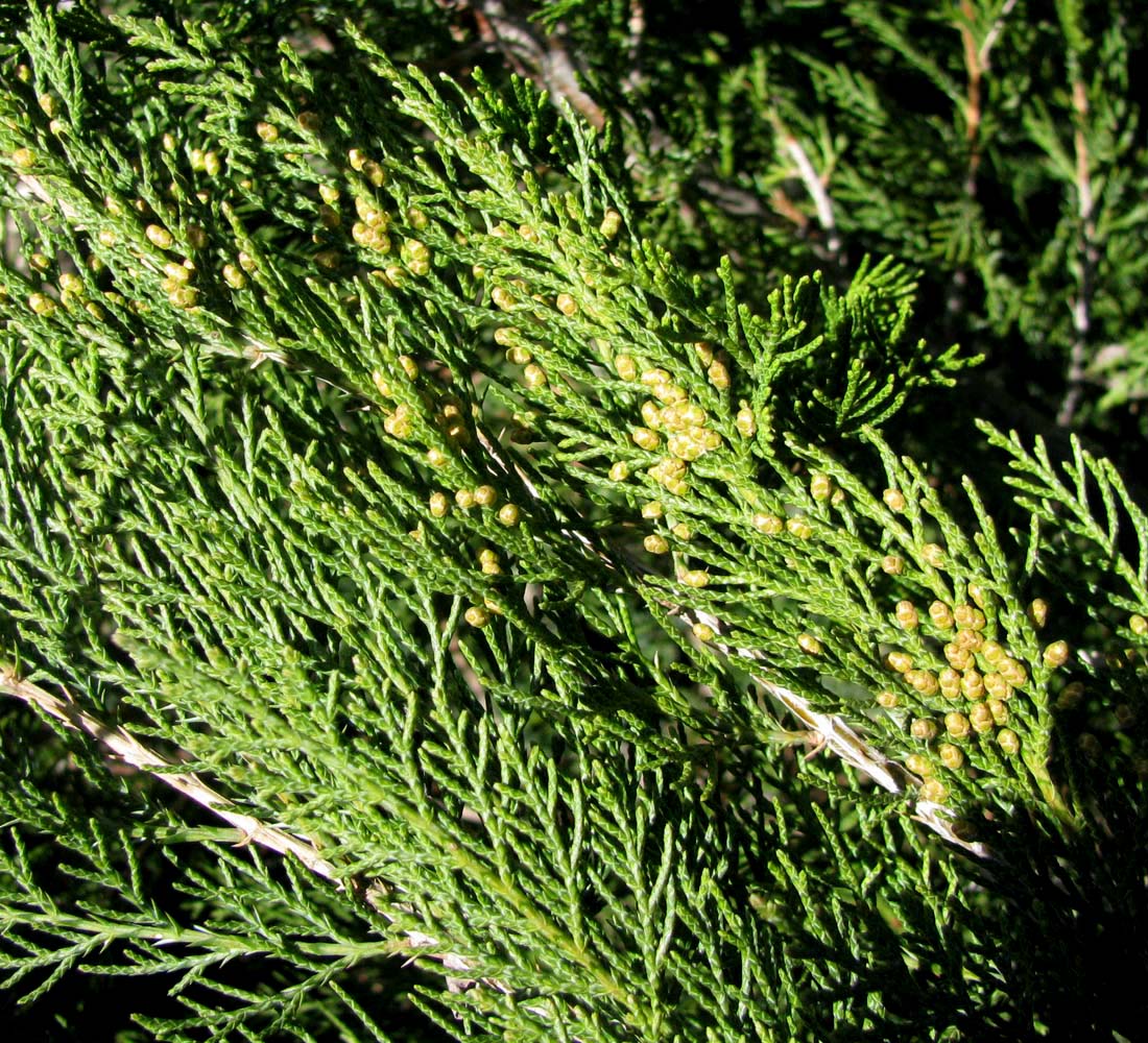 Image of Juniperus sabina specimen.